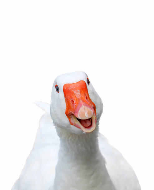 A very handsome goose
