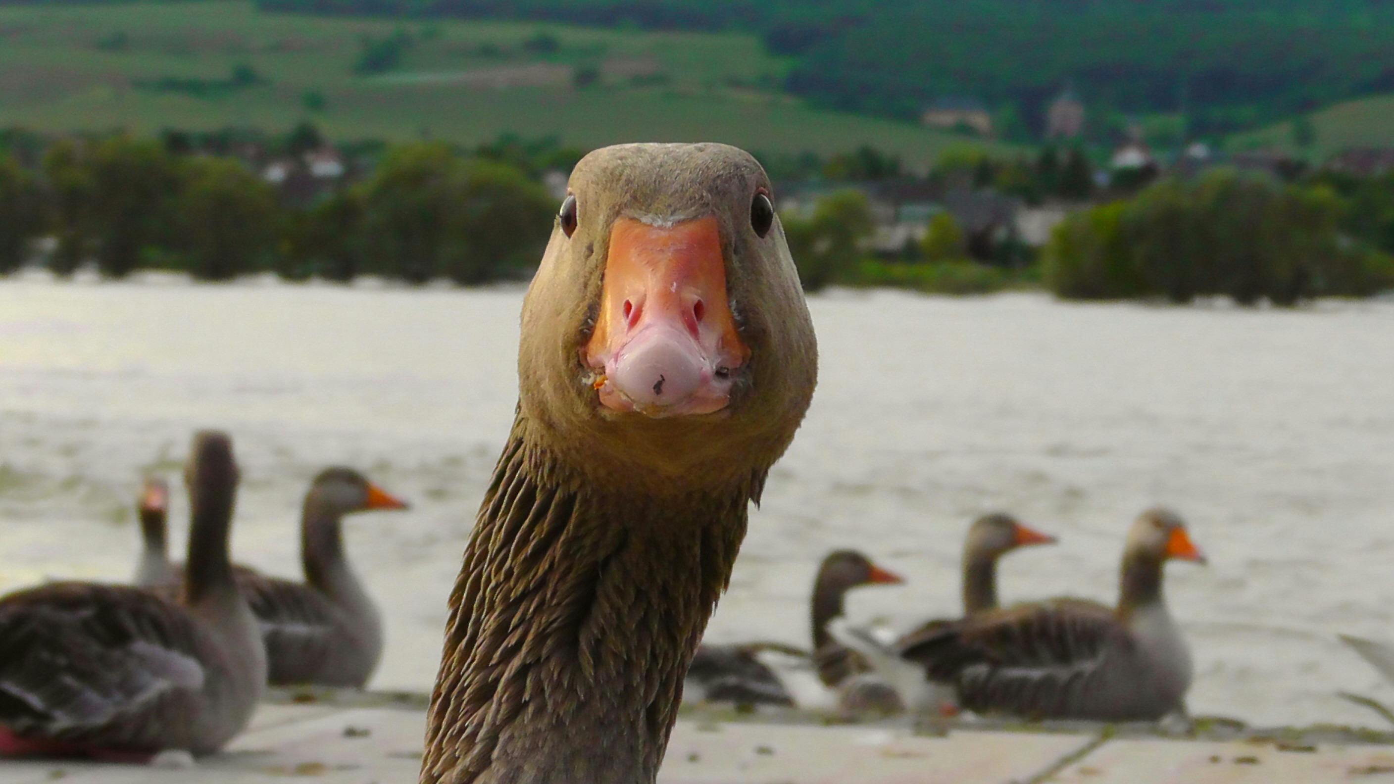 A very handsome goose