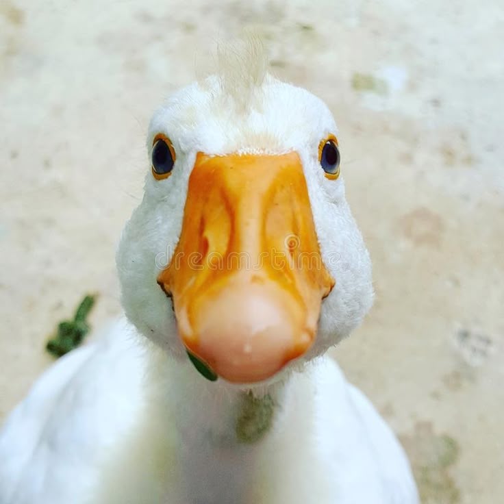 A very handsome goose