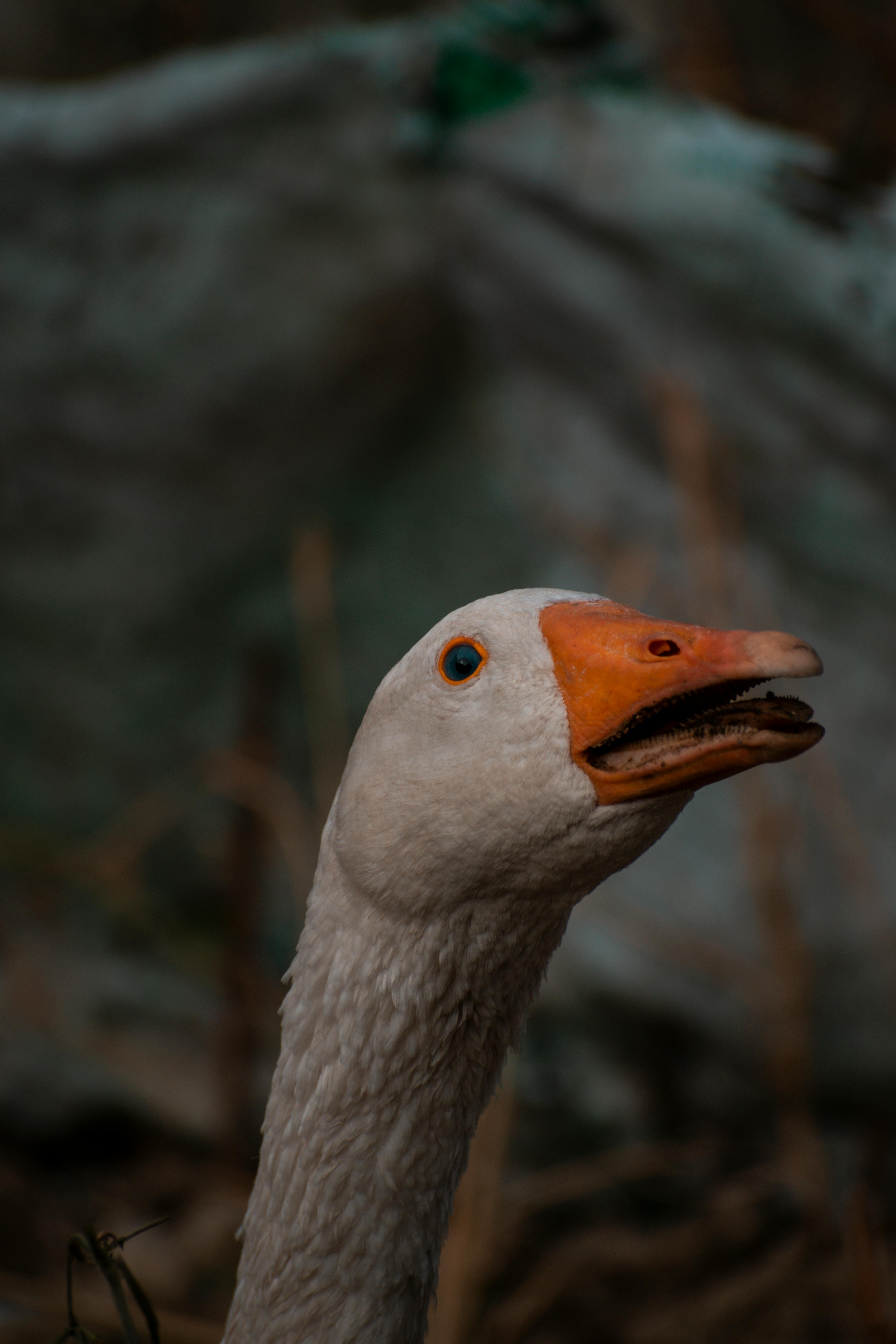 A very handsome goose