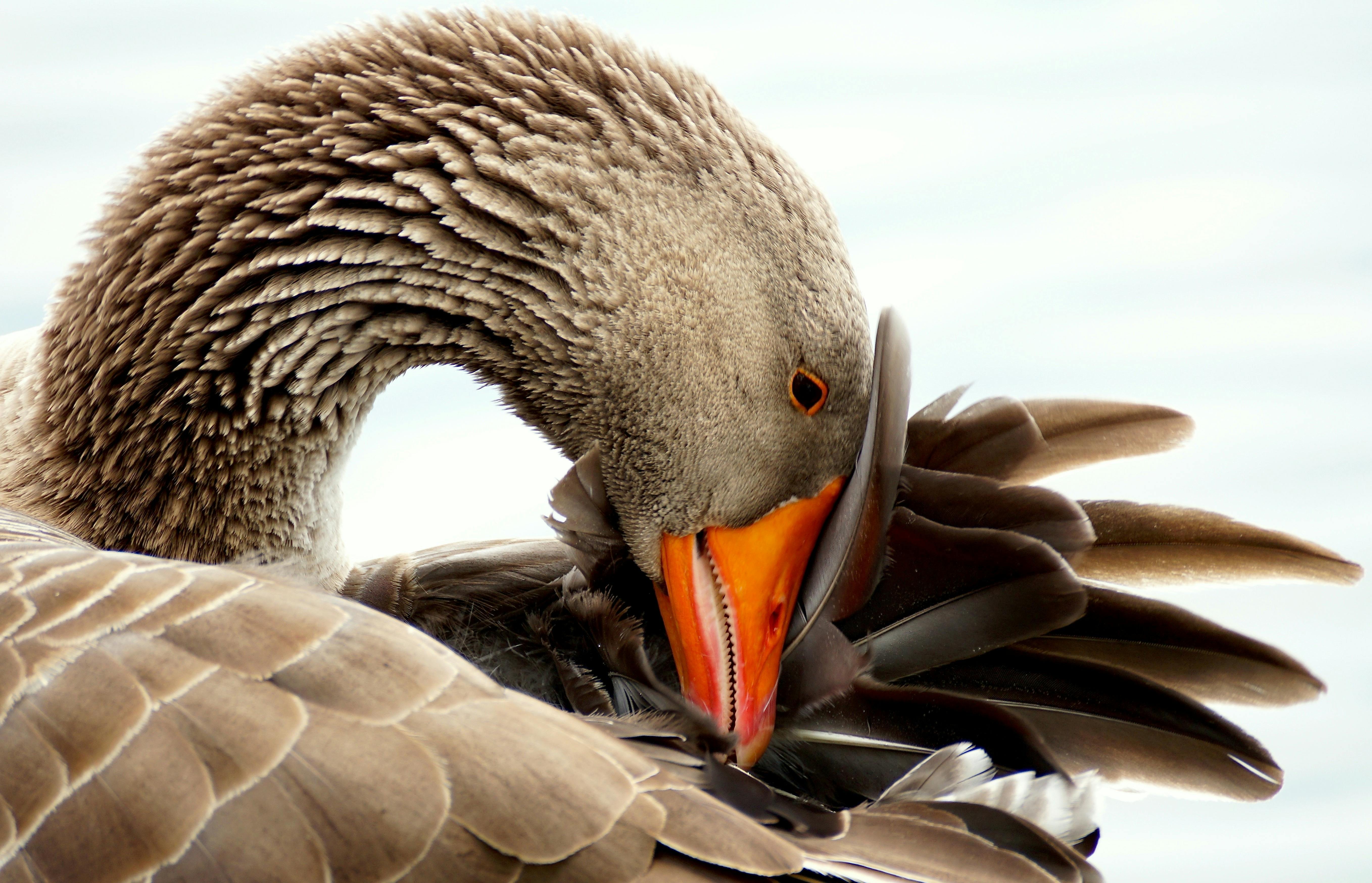 A very handsome goose