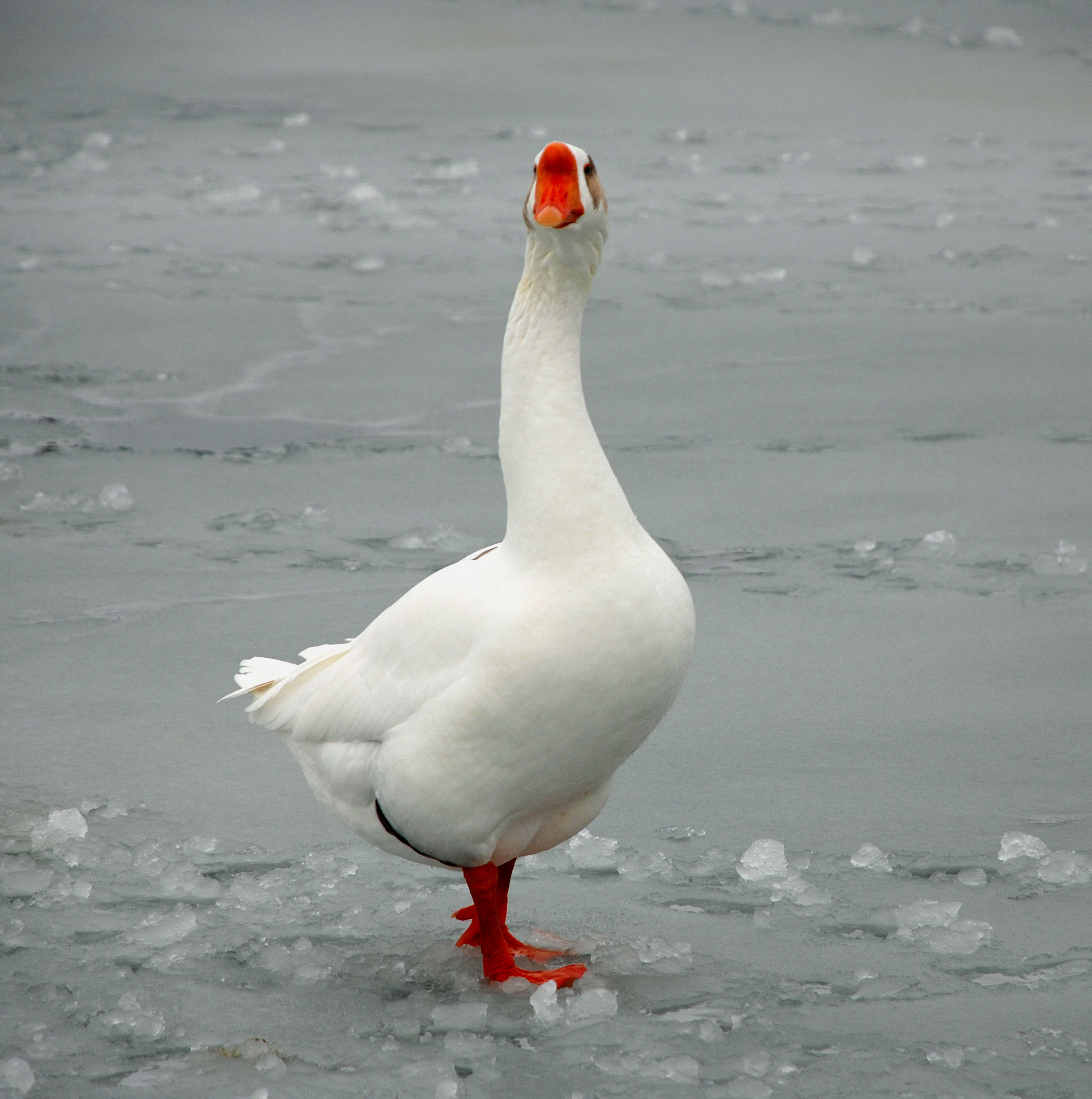 A very handsome goose